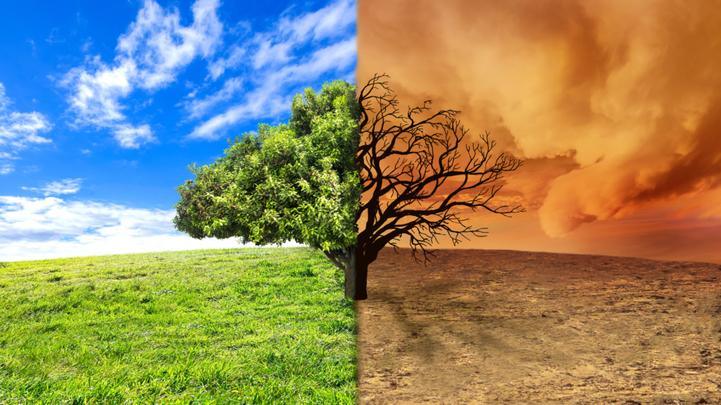 A photograph of a tree divided in half. On one side, it is green and lush, on the other, dead in a drought